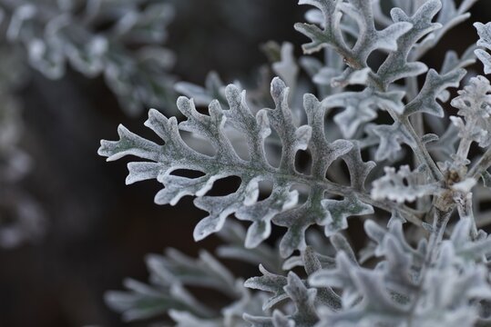 Dusty Miller Leaves. Asteraceae Evergreen Perennial Plants.