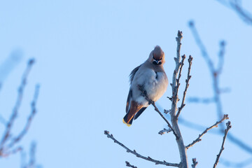 Bohemian waxwing perched and cleaning feathers on a winter day in Estonia, Northern Europe