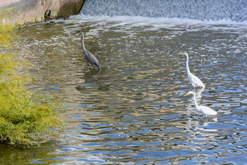 Great Egrets And Great Blue Heron Feeding At The Dam On Fox River In De Pere, Wisconsin, In  Summer