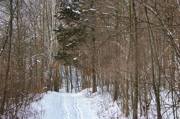 On a Winter day in Wisconsin, fresh snow covers the hilly, wooded landscape along a segment of the Ice Age Trail, featuring a trail marker with the distinctive yellow rectangle.