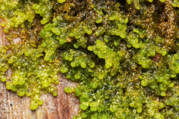 A close-up of Tree fringewort growing on a decaying wood in an old-growth forest in Estonia, Northern Europe