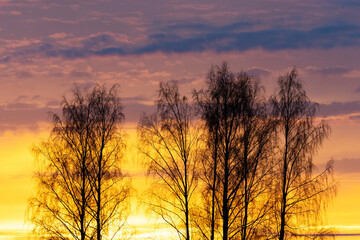A silhouette of SIlver birch trees during a colorful and vibrant sunset on a late autumn evening in Estonia, Northern Europe
