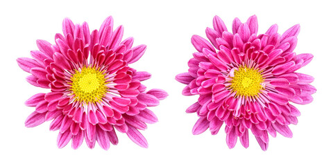 Pink chrysanthemum flowers isolated on transparent background	