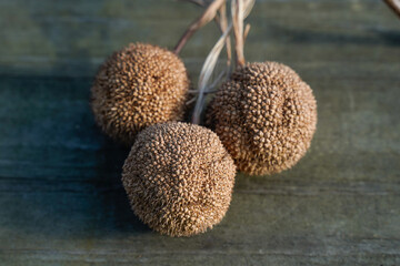 Trio of sycamore tree seed pods laying on weathered wood.