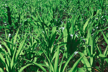 Growing green corn plantation . Agricultural field with maize
