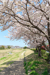 Fototapeta na wymiar 晴天での桜並木「兵庫県」