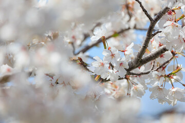 春の桜「兵庫県」