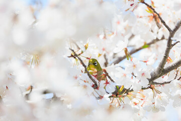 春の桜とメジロ「兵庫県」