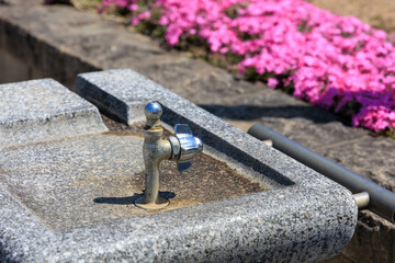 公園の水飲み場と芝桜