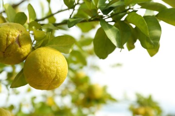 Fresh ripe trifoliate oranges growing on tree outdoors, closeup. Space for text