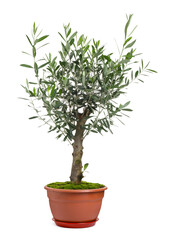 Beautiful young potted olive tree isolated on white
