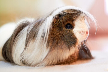 Long Haired Guinea pig also known as the cavy or domestic cavy (Cavia porcellus)