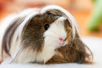 Long Haired Guinea pig also known as the cavy or domestic cavy (Cavia porcellus)