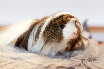 Long Haired Guinea pig also known as the cavy or domestic cavy (Cavia porcellus)