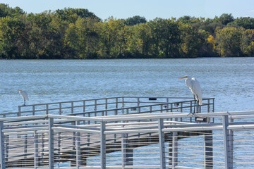 Two Great Egrets Perched On A Fishing Pier Railing On Fox River