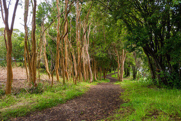 sendero de arrayanes