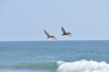 Par de pelícanos Sobrevolando bahía de Roca blanca, se observa el horizonte y hola rompiendo © Félix 