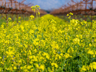 Flowers for Peace in the World