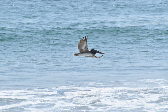 Pel&iacute;cano (Pelecanus onocrotalus) planeando sobre bah&iacute;a de rocablanca Oaxaca