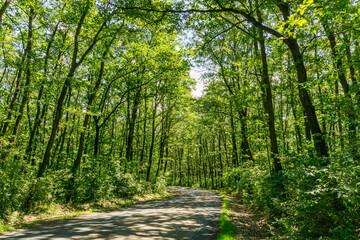 Fototapeta premium path in the forest