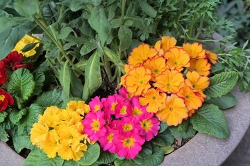 カラフルな草花