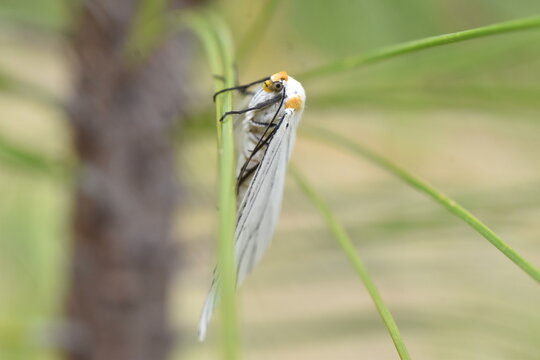 Polilla (Neuromelia selectata) sobre oja de ocote vista de perfil