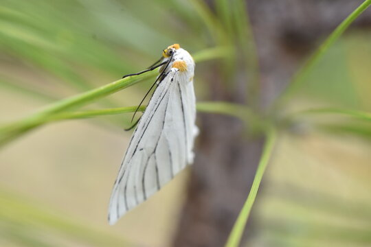 Polilla Neuromelia selectata sobre rama, vista de perfil. Oaxaca de Juarez