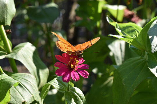 Mariposa Julia sobre flor, con fondo verde, vista de frente