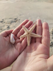 oukie shell starfish beach joy vacation