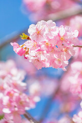 河津桜　早咲きの桜	