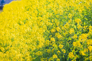 Obraz premium 菜の花 