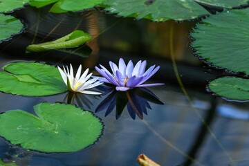 満開の薄紫と白い睡蓮の花