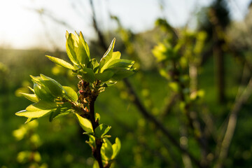green leaves on spring