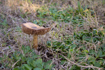 Image of a wild mushroom found in the countryside. Mushroom picking.
