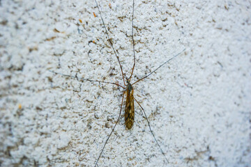 Close up mosquito