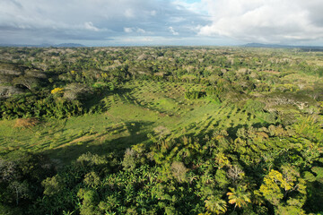 Fototapeta na wymiar Agricultural field around tropical nature