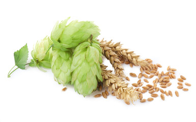Fresh green hops, wheat spikes and grains on white background
