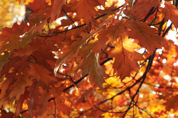 Beautiful trees with autumn leaves on sunny day