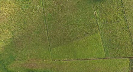 Green agricultural field