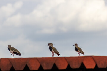 birds on a roof