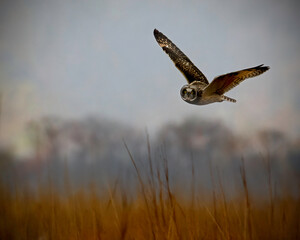 Short Eared Owl Fly By