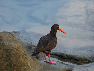 Sooty Oystercatcher Feeding