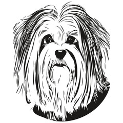Havanese dog hand drawn illustration, black and white vector pets logo line art