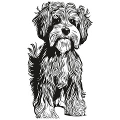 Havanese dog hand drawn line art vector drawing black and white logo pets illustration