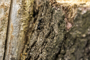 ant on a log