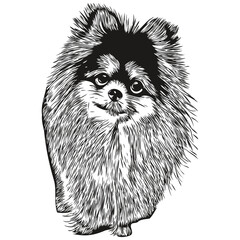 Pomeranian spitz dog hand drawn logo line art vector drawing black and white pets illustration