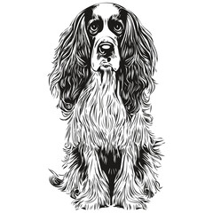 Spaniel English Springer dog hand drawn illustration, black and white vector pets logo line art