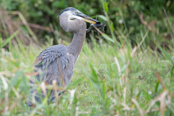 Great Blue Heron with a fish he just caught