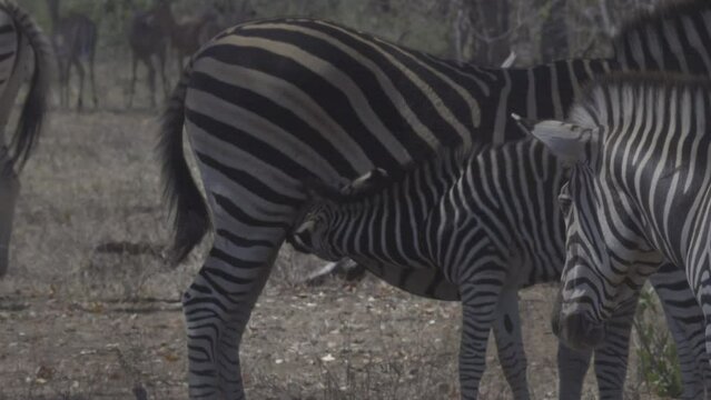 Plains Zebra (Equus quagga burchellii ) female with calf suckling.