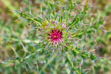 Thistle of the Wild